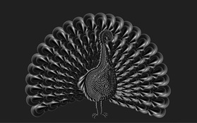 Dropit peacock